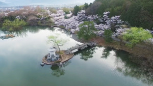 2016年 滋賀県・湖北の桜 ドローン空撮